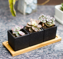 Load image into Gallery viewer, Set of 3pcs Square Black Succulent Planter Pots 2.5 inch Cement Pottery with Tray