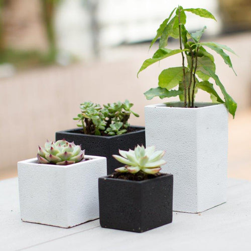 K-Cliffs Set of 4 pc Square Succulent Planter Pots Black and White Cement