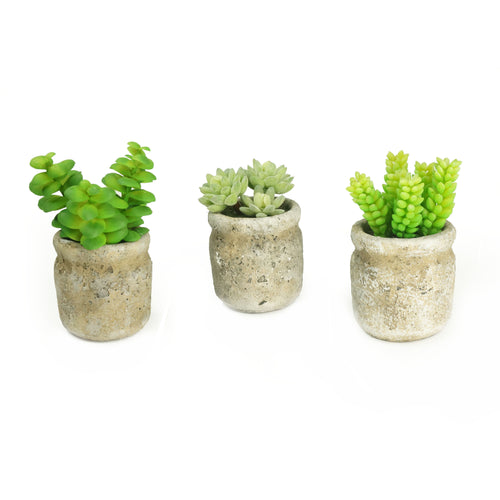 K-Cliffs Set of 3 Realistic Faux Artificial Succulent Plants in Cement Pot