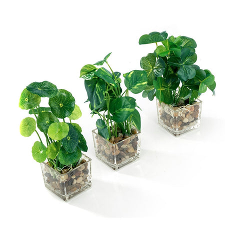 Set of 3  9.5" Faux Pilea Peperomioides Clovers in glass square planters